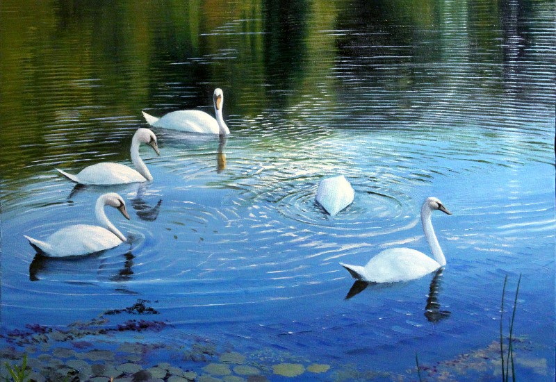 Swans in Loch Alpine - Oil on canvas